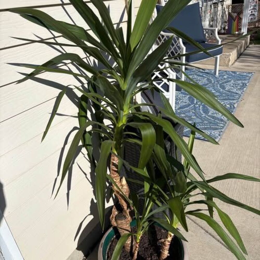 Mature Yuka Plant